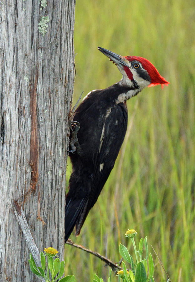 Pileated Woodpecker on the Hunt Photograph by Bruce Gourley