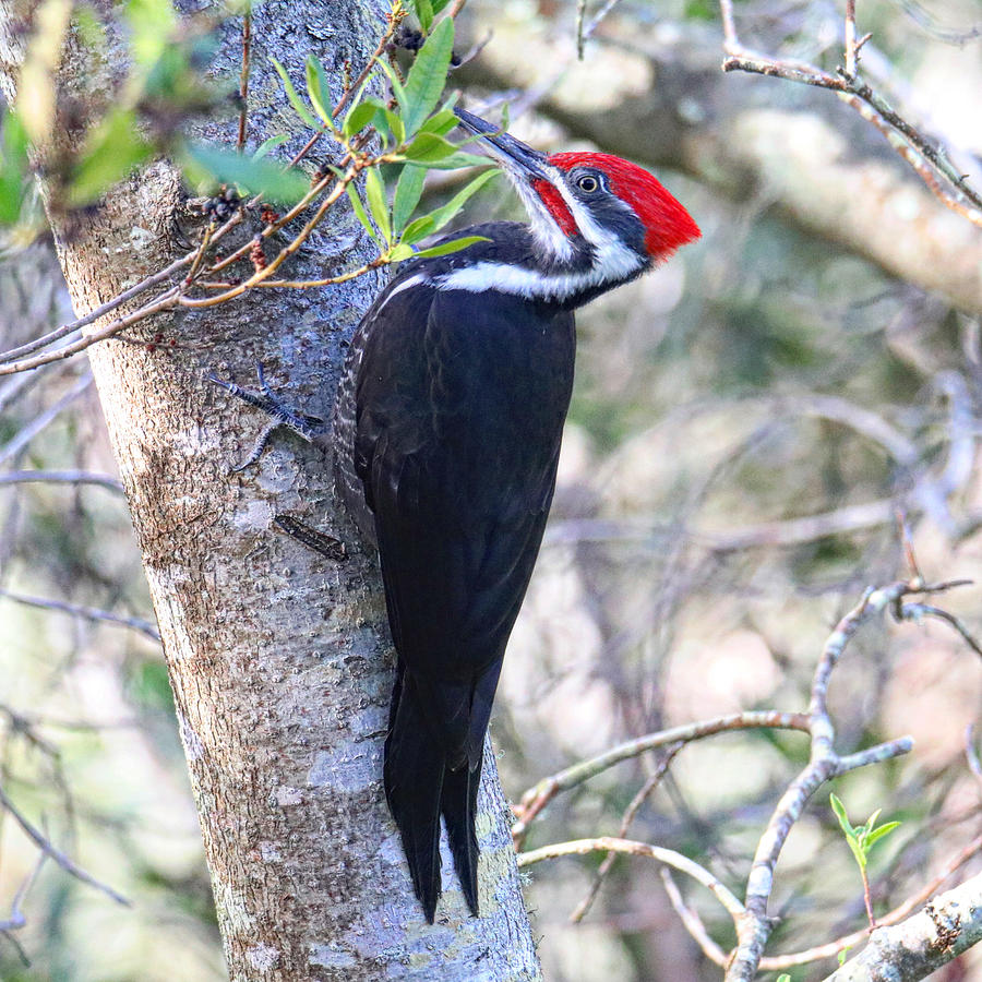 Pileated Woodpecker Photograph by Perry Hoffman