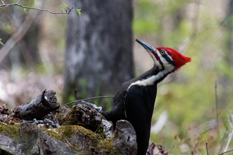 Pileated Woodpecker Portrait Photograph by Cascade Colors