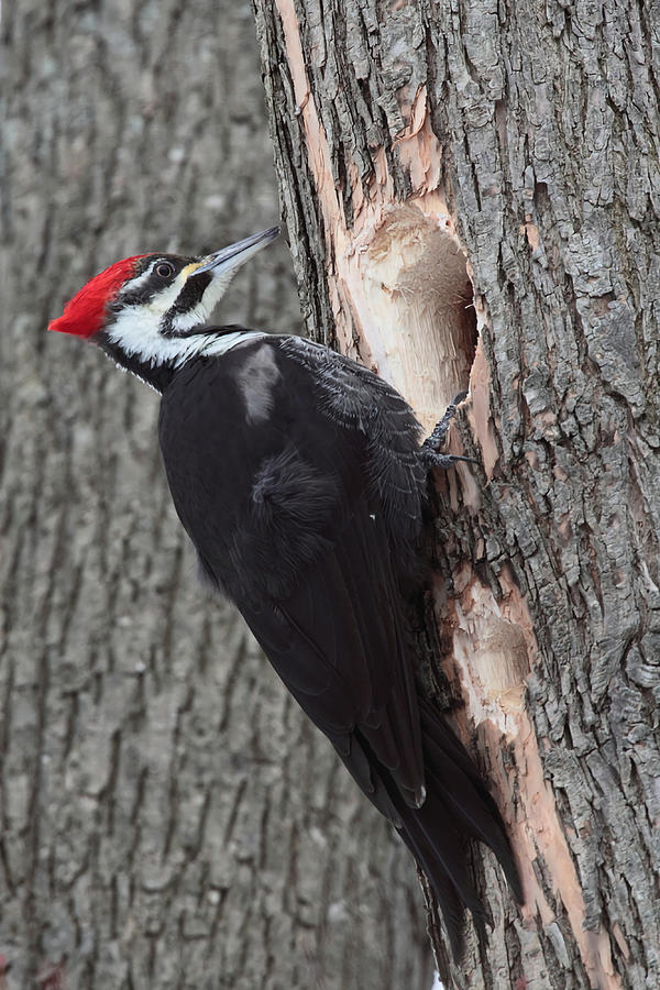 Pileated Woodpecker Poster girl Painting by Hunt Logan | Fine Art America