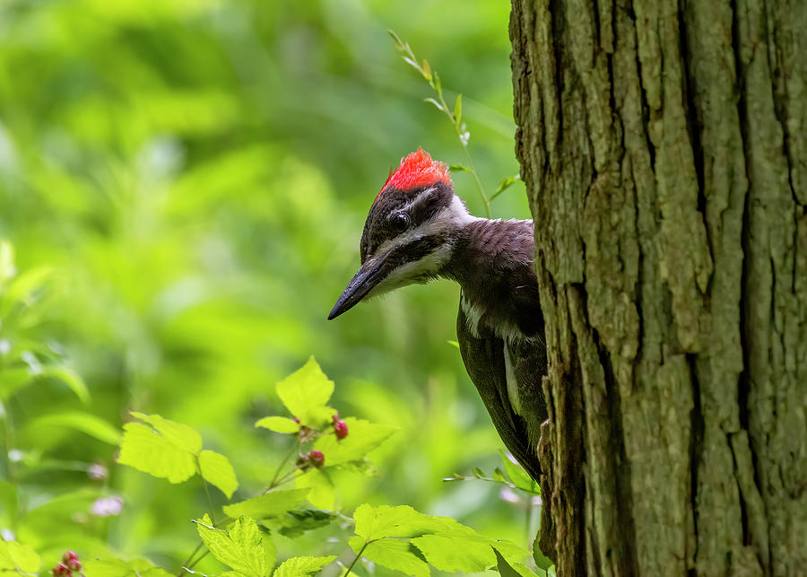 Pileated Woodpecker Photograph by Randall Jordan - Fine Art America