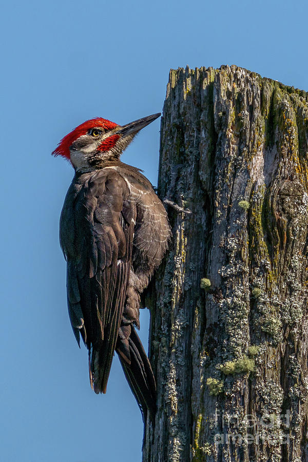 Pileated Woodpecker Ready for Food Photograph by Nancy Gleason