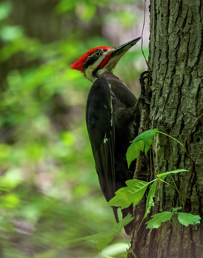 Pileated Woodpecker Photograph by Regina Muscarella