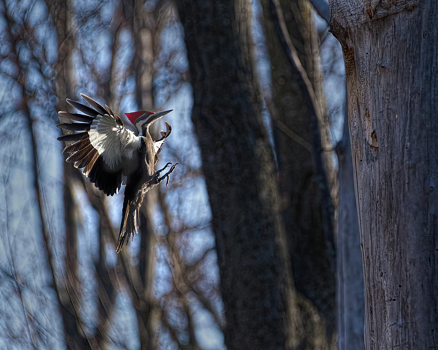 Pileated Woodpecker Returns Home Photograph by Flinn Hackett