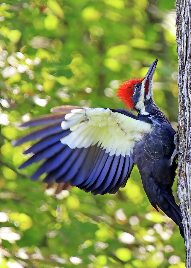 Pileated Woodpecker Photograph by Shixing Wen