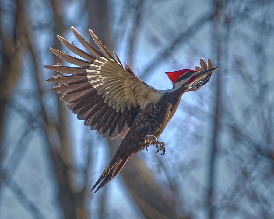 Pileated Woodpecker Slows to Land Photograph by Flinn Hackett