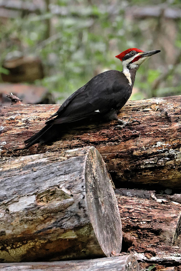Pileated Woodpecker Stump 1 Photograph by Doolittle Photography and Art
