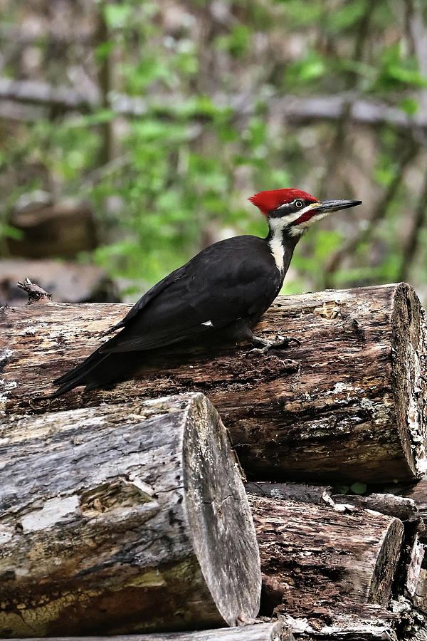 Pileated Woodpecker Stump 2 Photograph by Doolittle Photography and Art