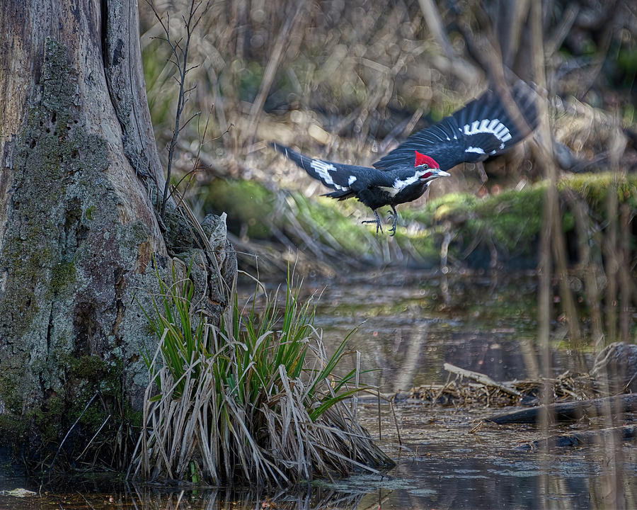Pileated Woodpecker Takes Off Photograph by Flinn Hackett