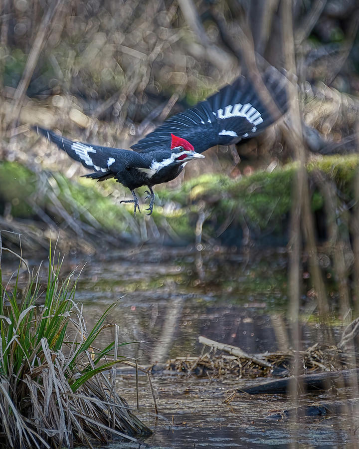 Pileated Woodpecker Takes Off-Vertical Photograph by Flinn Hackett