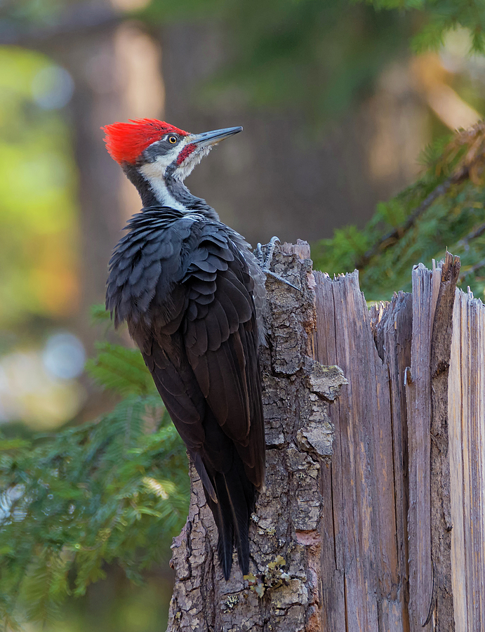 Pileated Woodpecker Territory Photograph by Loree Johnson