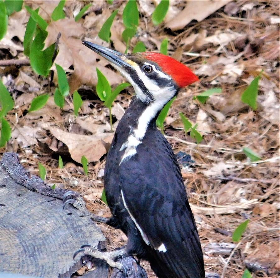 - Pileated Woodpecker Photograph by THERESA Nye