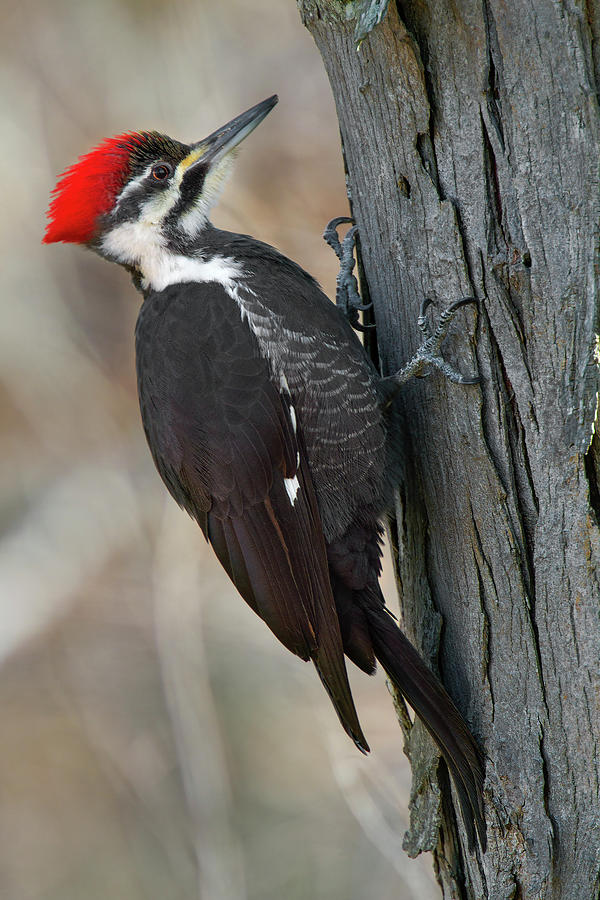 Pileated Woodpecker Photograph by Timothy McIntyre
