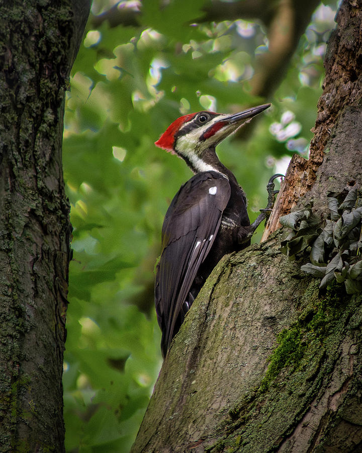 Pileated Woodpecker Photograph by Tom Brickhouse