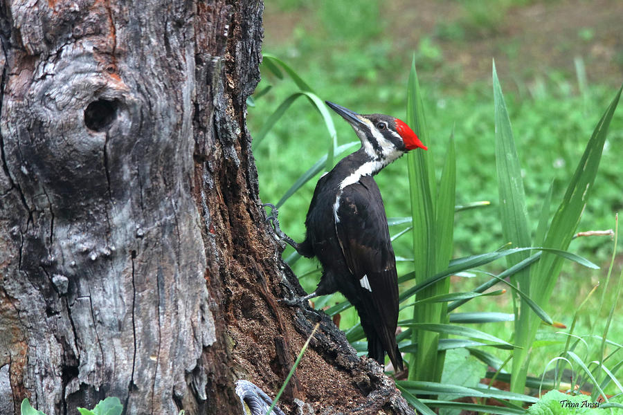 Pileated Woodpecker Photograph by Trina Ansel