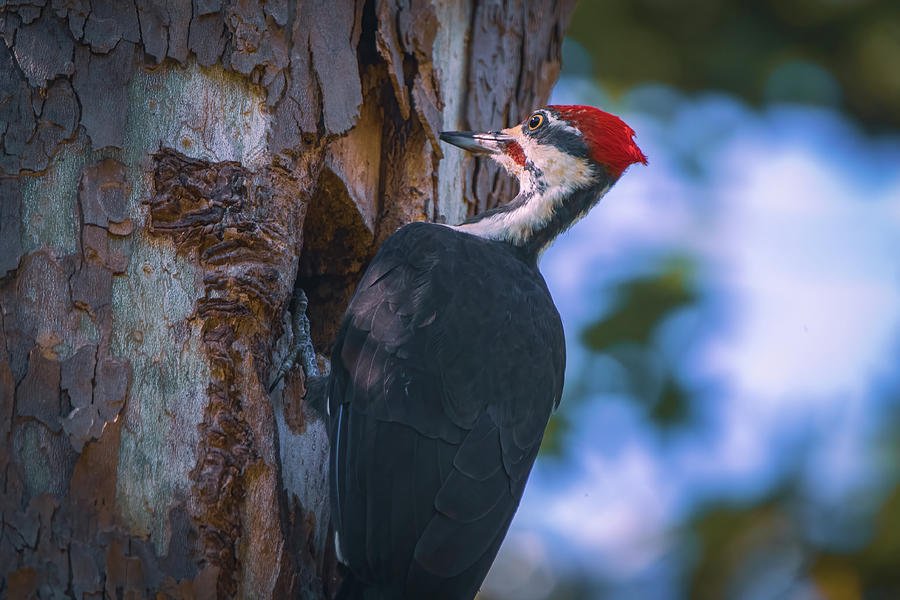 Pileated Woodpecker Up Close Photograph by Chad Meyer