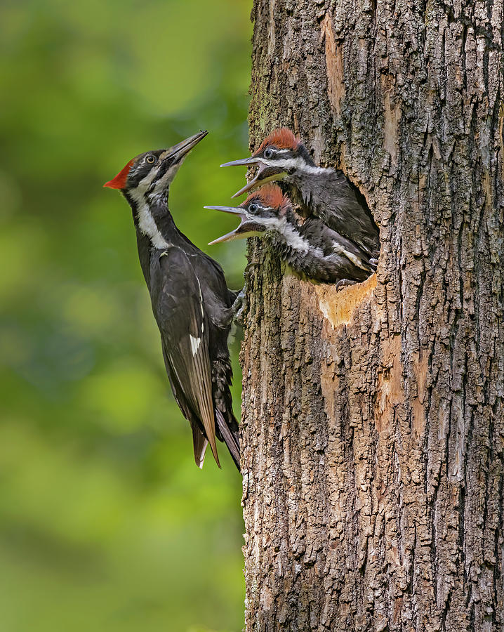 Pileated Woodpeckers At Nest Photograph by Susan Candelario - Fine Art ...