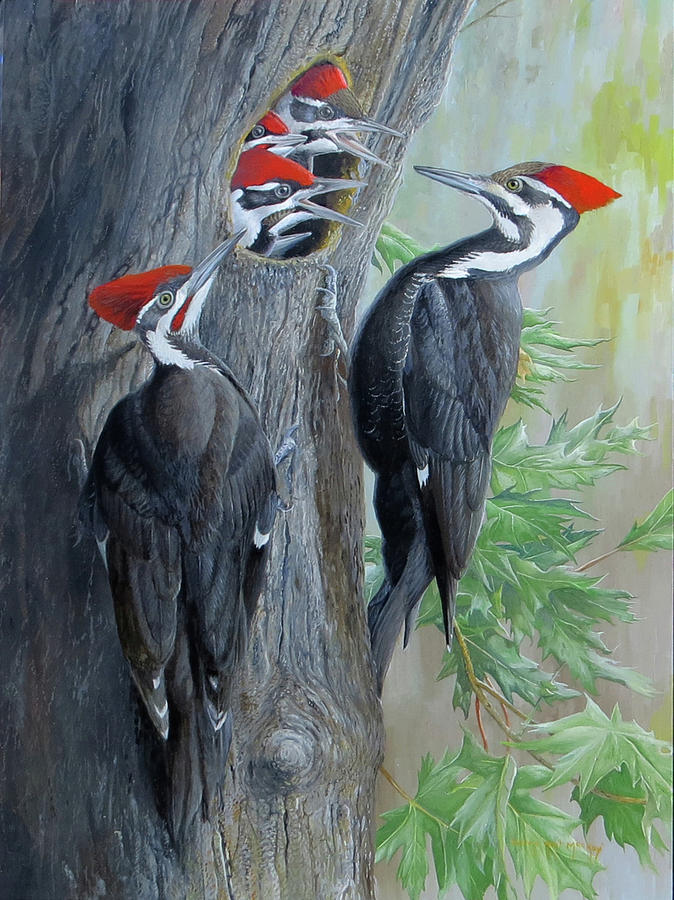 Pileated Woodpeckers Painting by Barry Kent MacKay