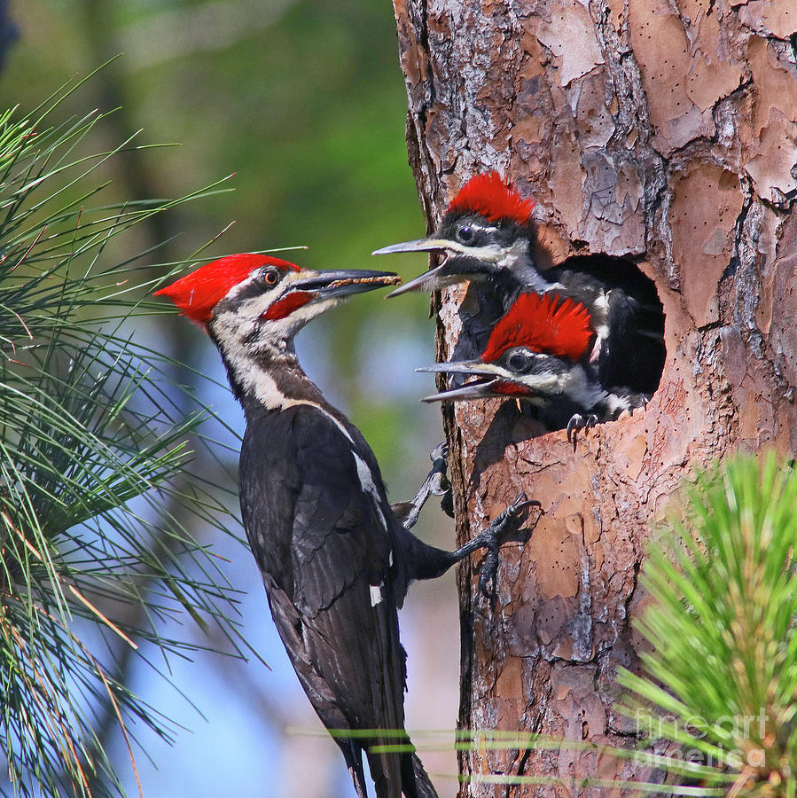 Pileated Woodpeckers Dad arrives Photograph by Larry Nieland