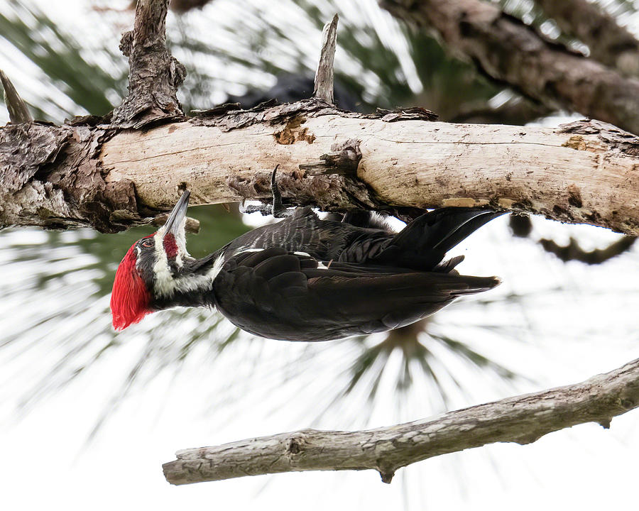 Pileated Working the Underside I Photograph by Dawn Currie