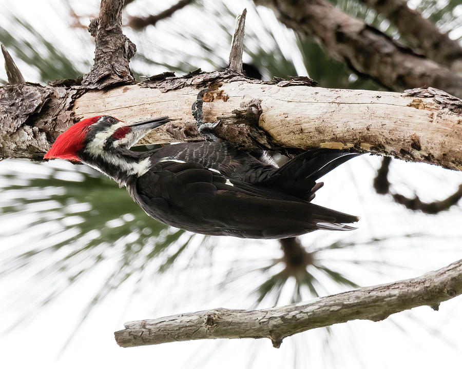 Pileated Working the Underside II Photograph by Dawn Currie