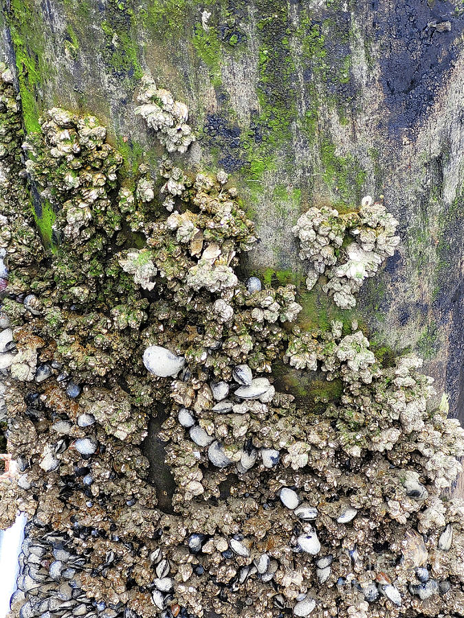Piling Barnacles Photograph by Norma Appleton