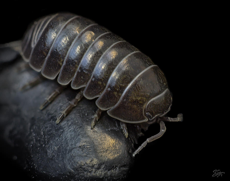 Pill Bug Photograph by Endre Balogh