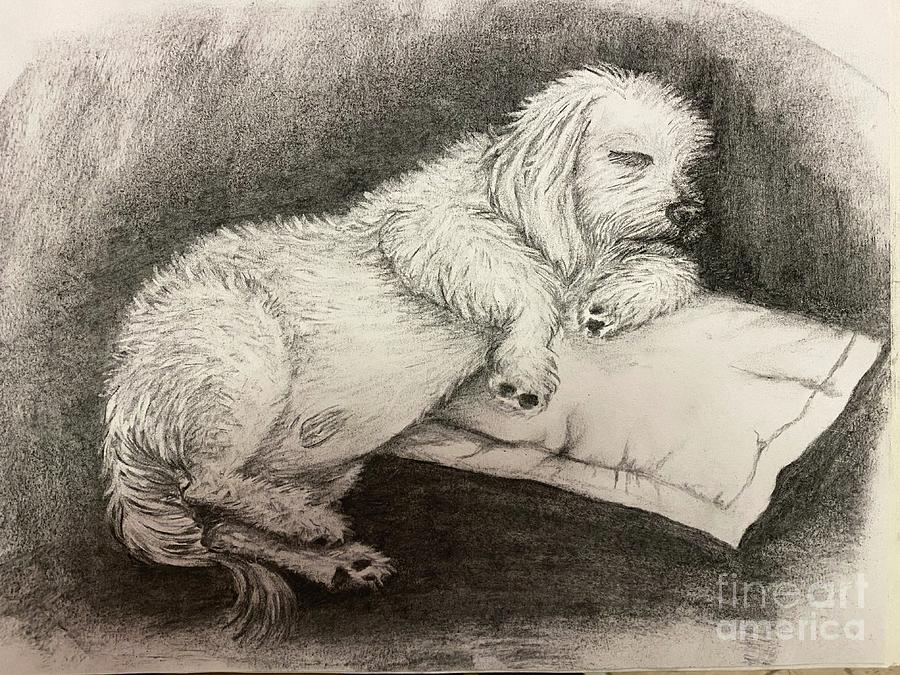 Pillow and Dog II Drawing by Ella Boughton