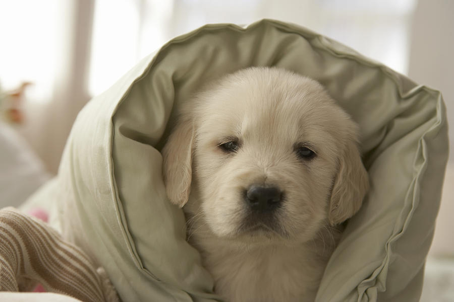 Pillow around dog Photograph by Chris Amaral Pillow around dog Photograph by Chris Amaral