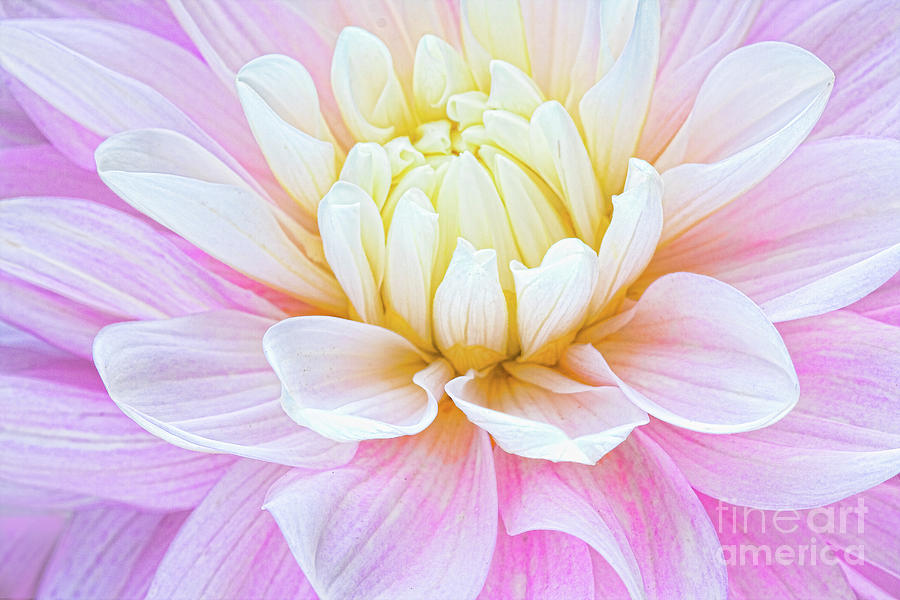 Flower Photograph - Pillow Dreams by Marilyn Cornwell