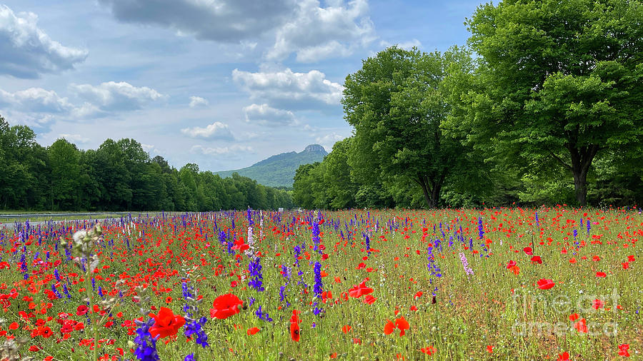 Pilot Mountain and Wildflowers 8156 Photograph by Jack Schultz