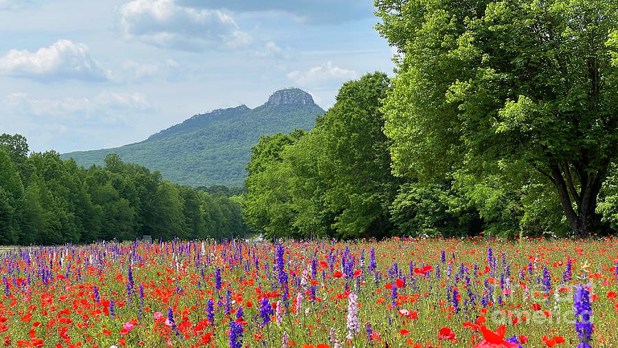 Pilot Mountain and Wildflowers 8159 Photograph by Jack Schultz