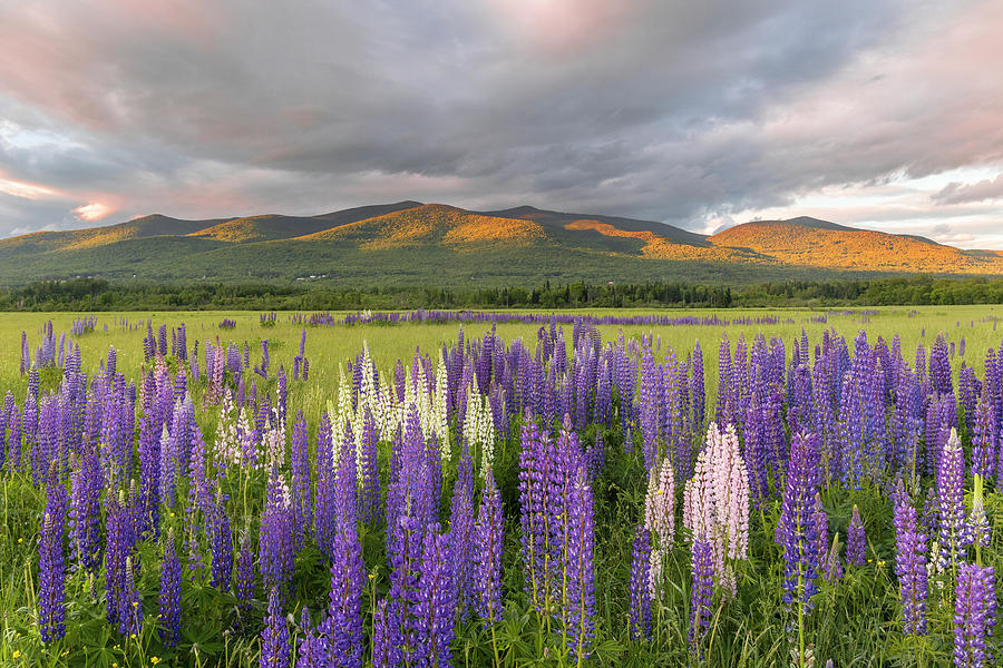 Pilot Pliny Lupines Photograph by White Mountain Images