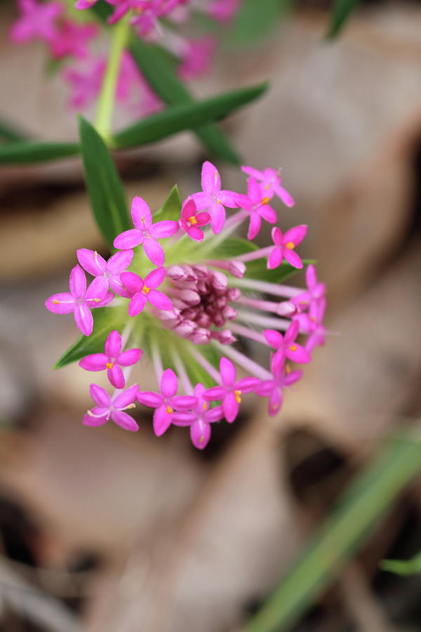 Pimelea Photograph by Michaela Perryman - Pixels