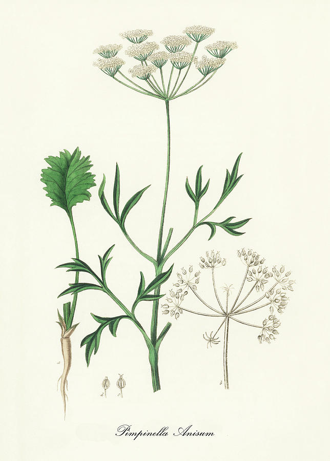 Pimpinella Anisum - Aniseed - Medical Botany - Vintage Botanical ...