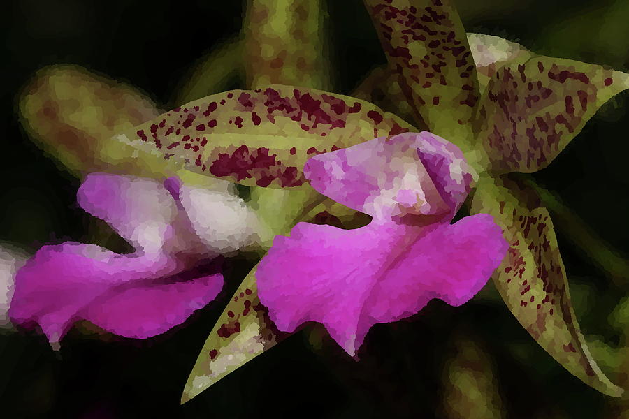 Pink Orchid Photograph by Mingming Jiang