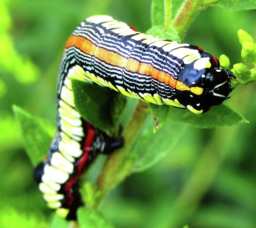 Pin Striped Caterpillar Photograph by Joshua Bales