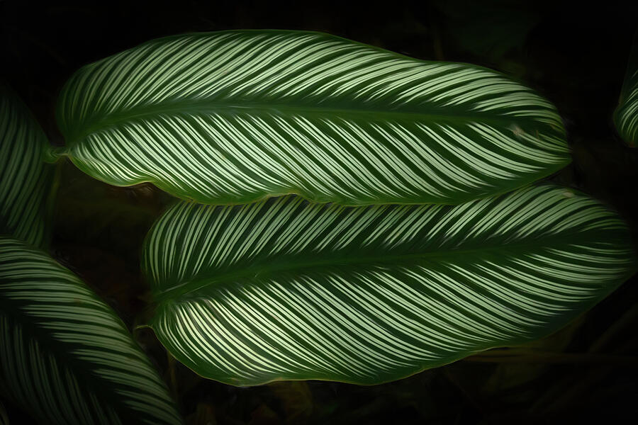 Pin Striped Photograph by Dodie Ross Pin Striped Photograph by Dodie Ross