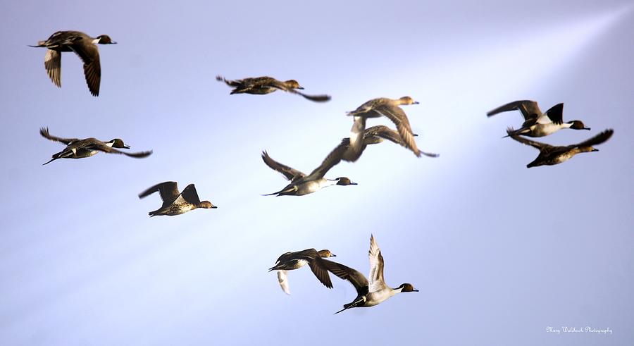 Pin Tail Ducks in Flight Photograph by Mary Walchuck