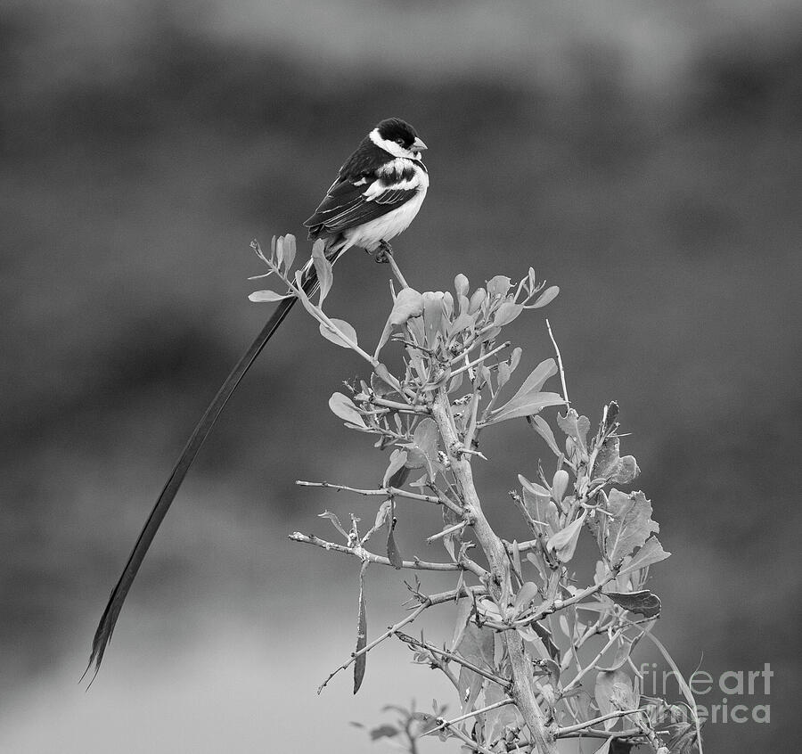 Pin-tailed Whydah Photograph by Maresa Pryor-Luzier