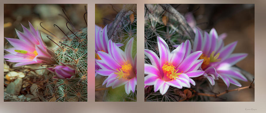 Flower Photograph - Pincushion cactus triptych by Phil And Karen Rispin