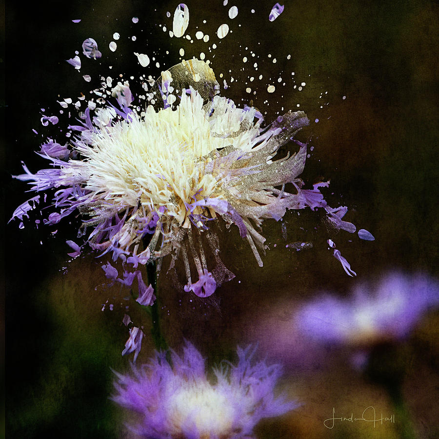 Purple Digital Art - Pincushion Flower by Linda Lee Hall Purple Digital Art - Pincushion Flower by Linda Lee Hall
