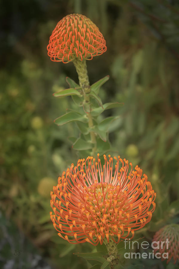 Pincushion Protea Photograph by Elaine Teague