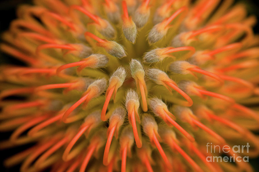 Pincushion Protea Photograph by Julia Hiebaum