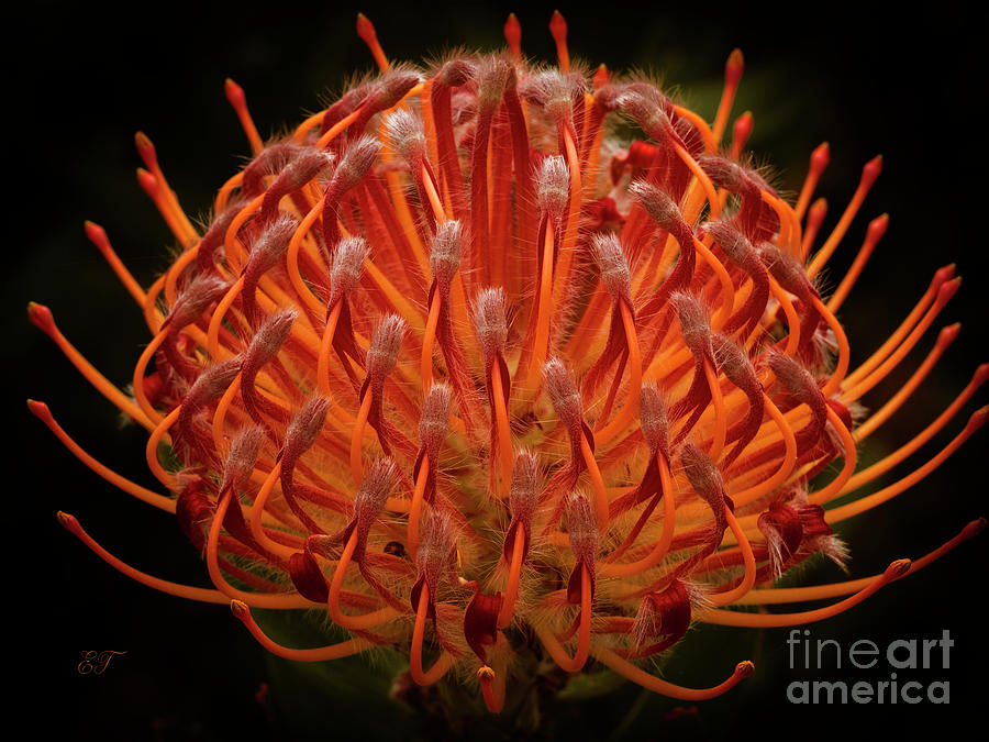 Pincushion Protea - Leucospermum Cordifolium Photograph by Elaine Teague
