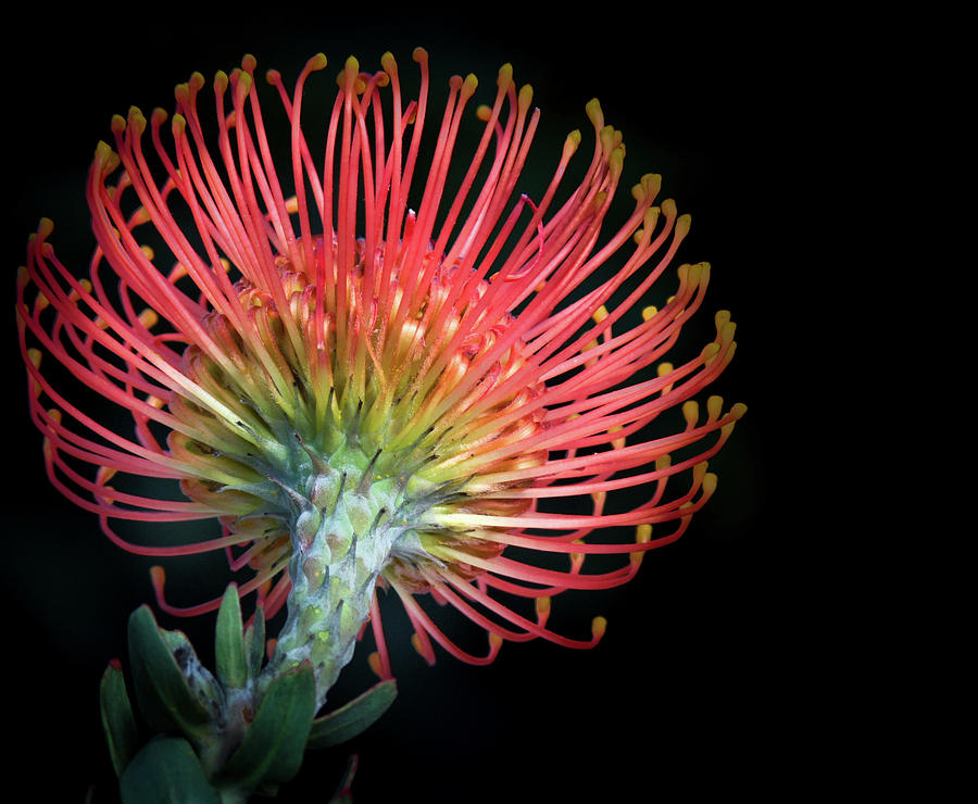 Pincushion protea Photograph by Nick Mares
