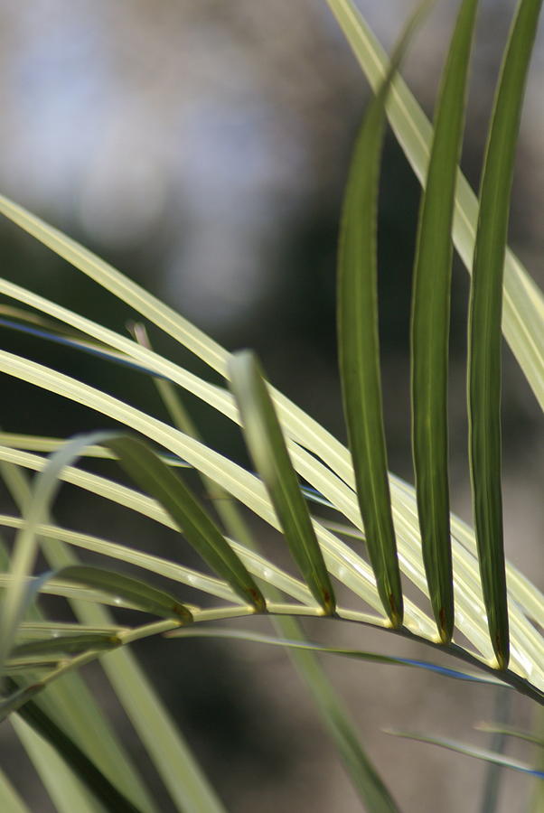 Pindo Palm Frond Photograph by Heather E Harman