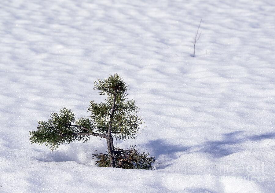 Winter Photograph - Pine 30 by Esko Lindell