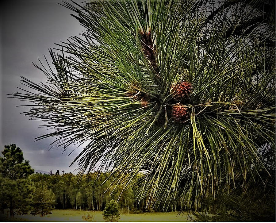 pine-after-the-rain-photograph-by-caitlin-petre