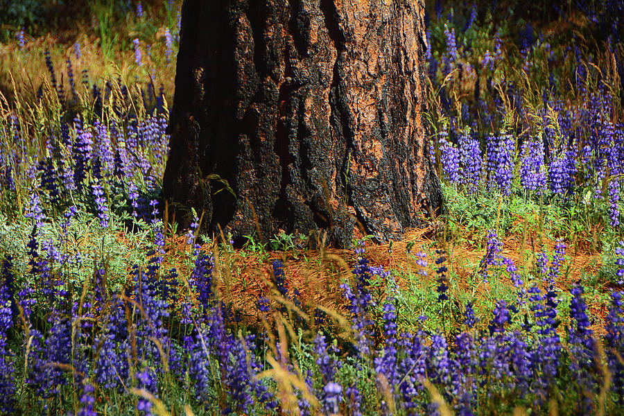 Pine an Lupines in Yosemite Photograph by Raymond Salani III